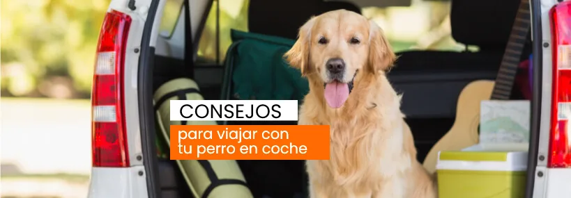 Consejos para viajar con tu perro en coche