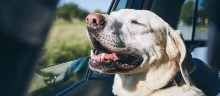 como viajar con un perro en coche